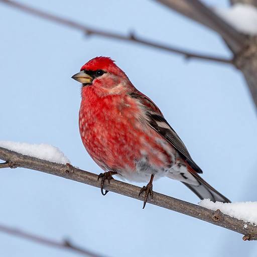 Pine Grosbeak in Winter Scene