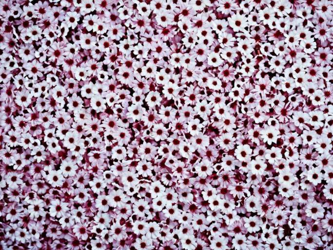 Close-Up Floral Wallpaper Design
