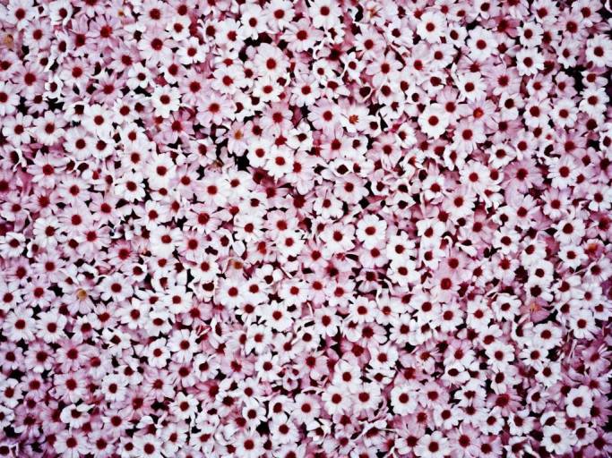 Pink and White Floral Background