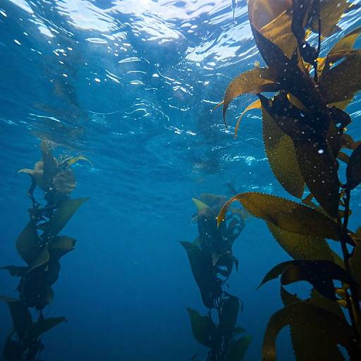 Cinematic Underwater Ocean Currents