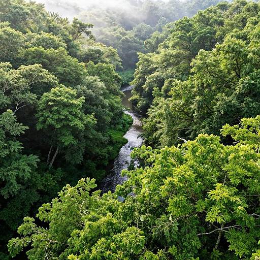Photograph of a lush, green forest with dense foliage, a narrow, winding river flowing through the center, and sunlight filtering through the trees in the