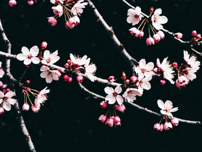 Elegant Black Cherry Blossom Wallpaper Design