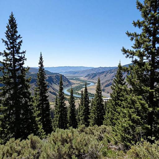 Serene Panoramic Evergreen Landscape