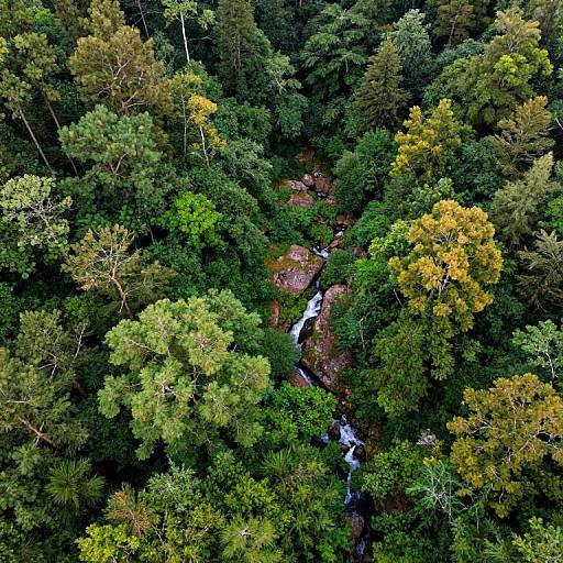 Aerial photograph of a dense, lush forest with a small, cascading waterfall nestled among tall, green and yellow-leaved trees.