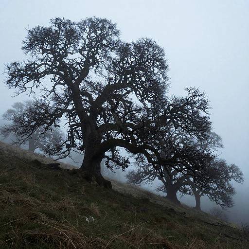 Foggy Hillside with Ancient Oak Trees