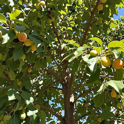 First-Person Fruit-Laden Tree View