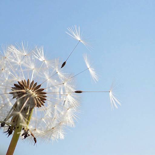 Delicate Dandelion Seeds in Breeze