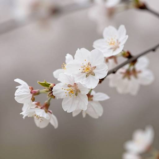 Molang Spring Flowers Wallpaper