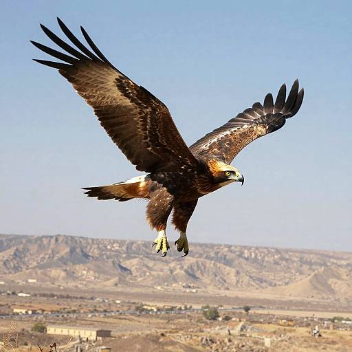 Majestic Peregrine Over High Desert
