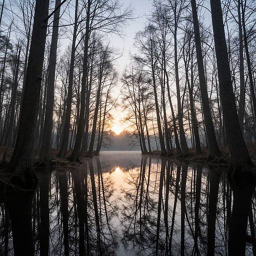 Ethereal Sunrise in Silent Forest