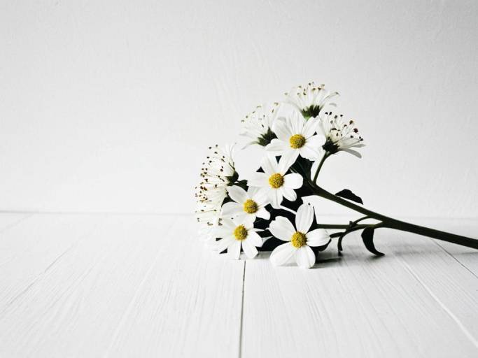 White Flowers on White Wooden Surface