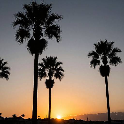 Sunset Palm Tree Silhouette Photography