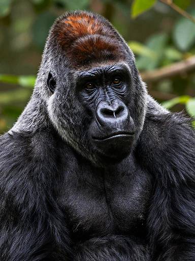 Photograph of a powerful gorilla with dark fur, reddish-brown head crest, intense black eyes, and serious expression, set against a blurred