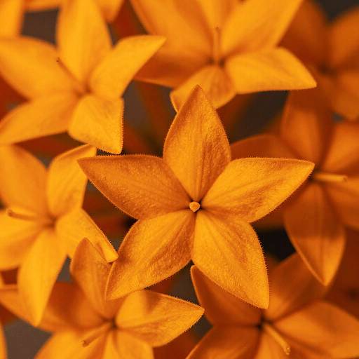 Glowing Abstract Orange Star Flowers