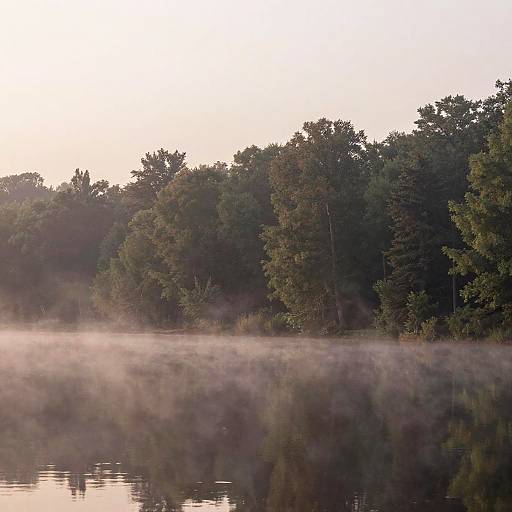 Serene Forest Dawn with Mist