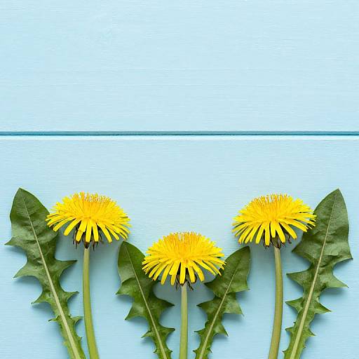 Vibrant Yellow Dandelions Flat Lay
