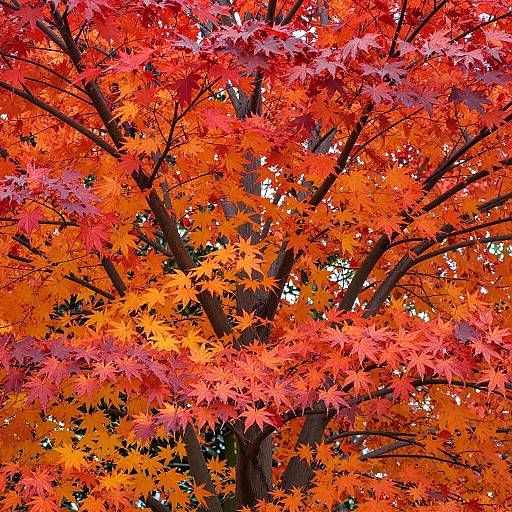 Photograph of a vibrant autumn tree with bright red, orange, and yellow maple leaves, filling the frame and showcasing the colorful foliage against a dark,
