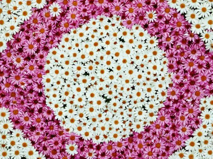 Circular Pink and White Flower Wallpaper
