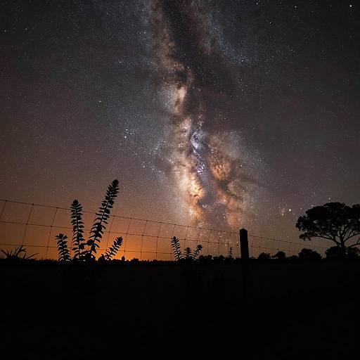 Starry Night with Silhouetted Fence and Plants