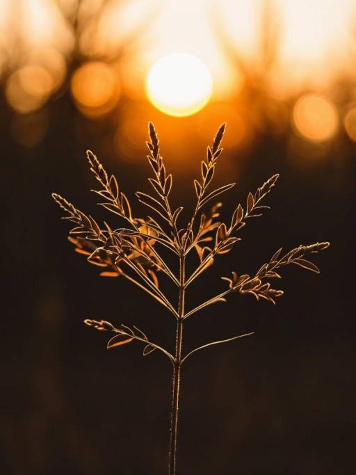 Delicate Plant Silhouette at Sunset