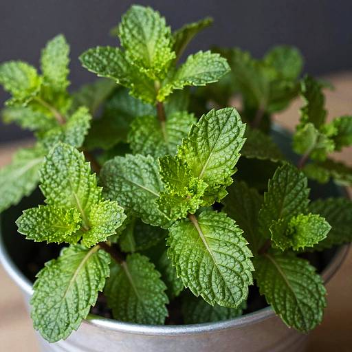 Close-Up of Vibrant Mint Leaves