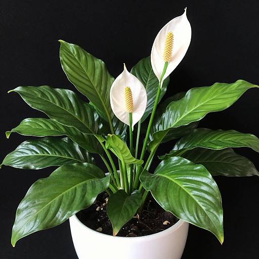 Photograph of vibrant white calla lilies with yellow speckles, surrounded by shiny green leaves, in a white pot against a black background.