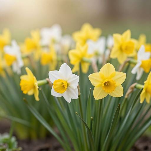 Photograph of vibrant yellow and white daffodils in a garden, with green leaves and a blurred background, showcasing their bright, cheerful petals.