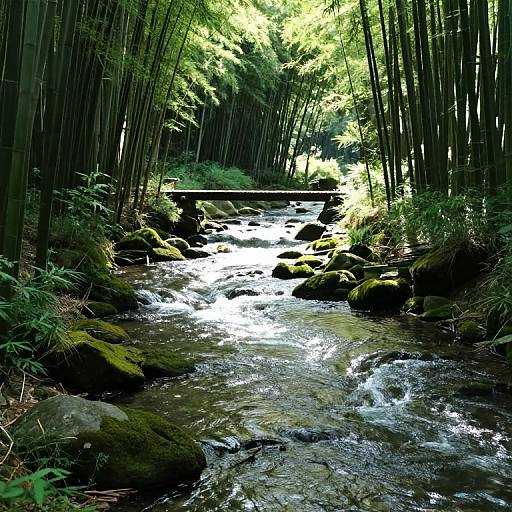 Photograph of a serene bamboo forest stream, sunlight filtering through tall bamboo leaves, clear water flowing over moss-covered rocks.