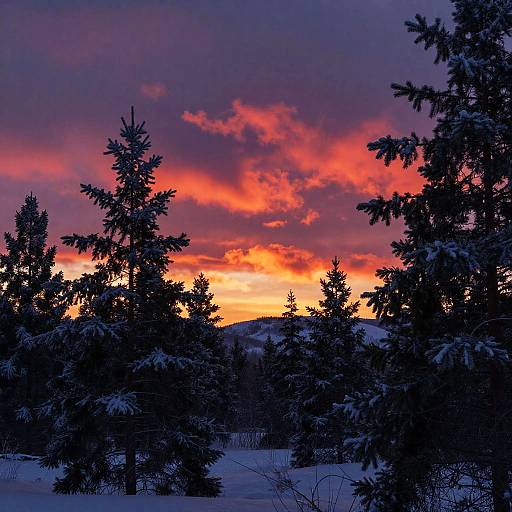 Photograph of a snowy forest at sunset, with dark silhouetted evergreen trees in the foreground, and a vibrant, orange-pink sky