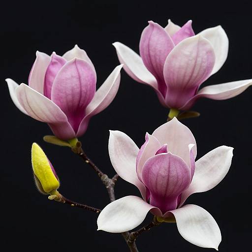 Vibrant Magnolia Floral Branch Photo