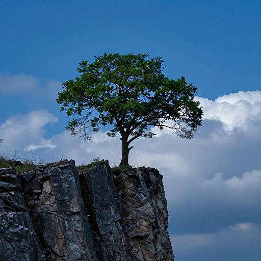 Photograph of a lone tree with green leaves standing atop a rocky cliff against a bright blue sky with white clouds.