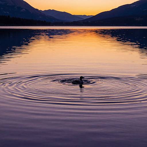 Photograph of a lone duck swimming in a calm lake at sunset, with ripples around it, silhouetted mountains, and a vibrant orange