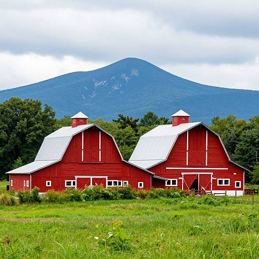 Vibrant Red Barns by Mount Mansfield
