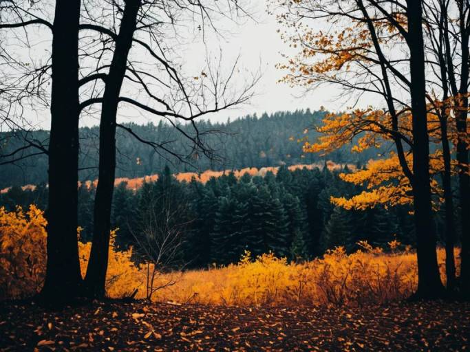 Serene Fall Landscape Wallpaper Design