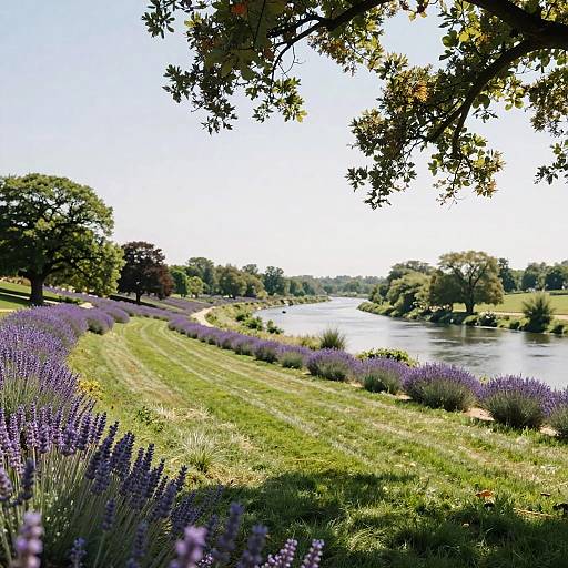 Lavender Hillside with River View