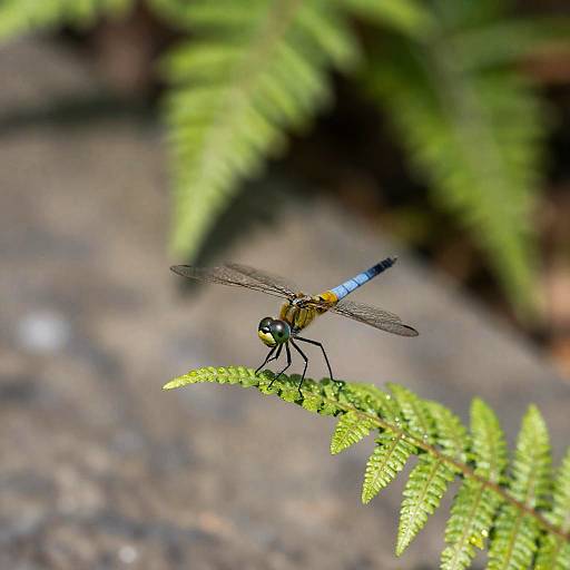 Emerald-Eyed Dragonfly on Dewy Leaf