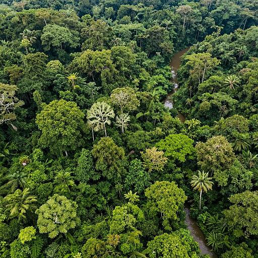 Aerial photograph of dense, lush green rainforest with a winding brown path cutting through the trees, showcasing varying shades of green foliage.