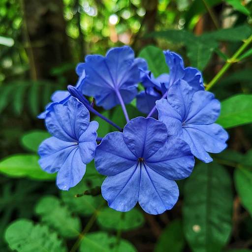 Photograph of vibrant blue flowers with five petals each, surrounded by lush green foliage, captured in sharp focus against a blurred background.