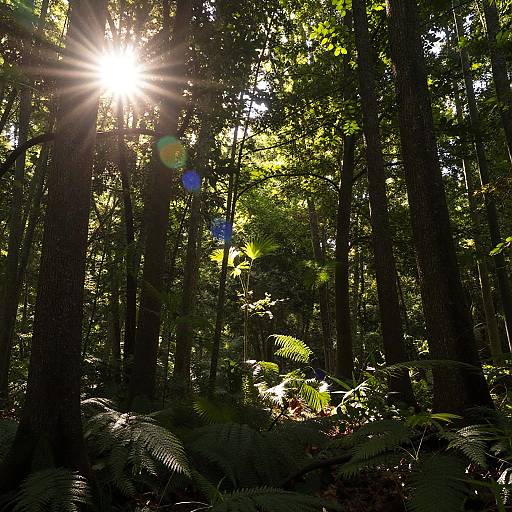 Photograph of a sunlit forest with rays of sunlight piercing through tall trees, illuminating green ferns and dense foliage below.