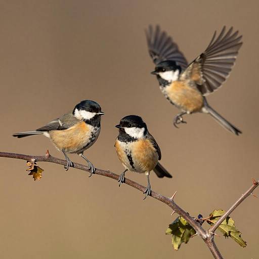 Charming Trio of Birds on Branch