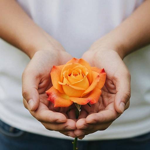 Close-Up Hands Holding Orange Rosebud