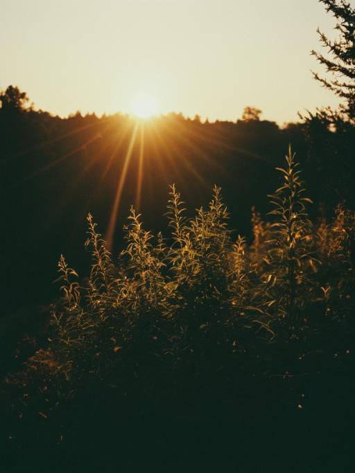 Sunset Light on Tall Weeds