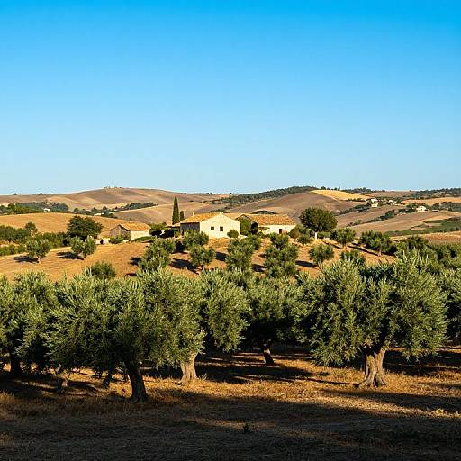 Photograph of a sunlit, rural landscape with olive trees in the foreground, small yellow houses scattered on rolling hills, and a clear blue sky.