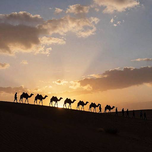 Sunset Silhouette of Camels and People