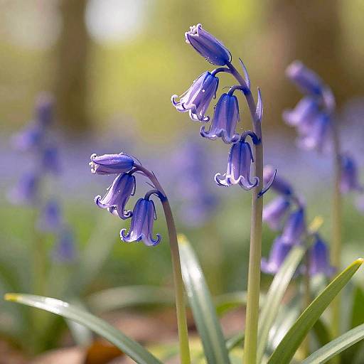Close-up of Bluebell Flowers in Sunlight