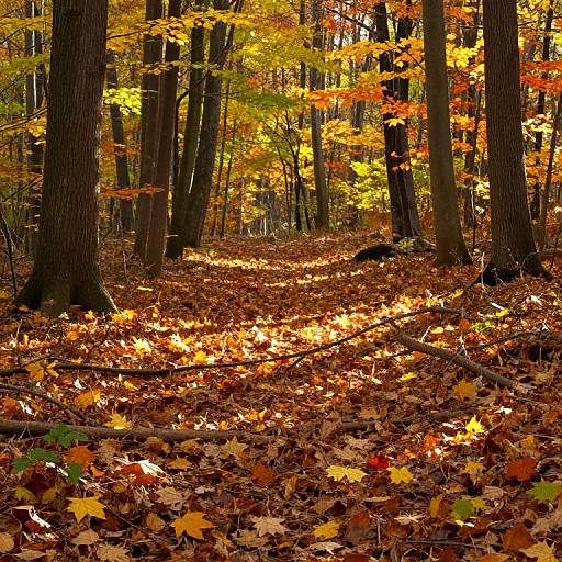 Colorful Autumn Leaves in Forest
