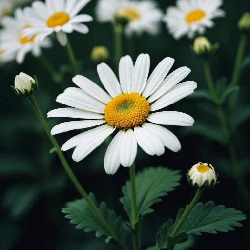 White Daisy Flower with Buds