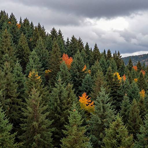 Photograph of dense evergreen forest with sporadic bright orange and yellow autumn leaves, under a cloudy gray sky.