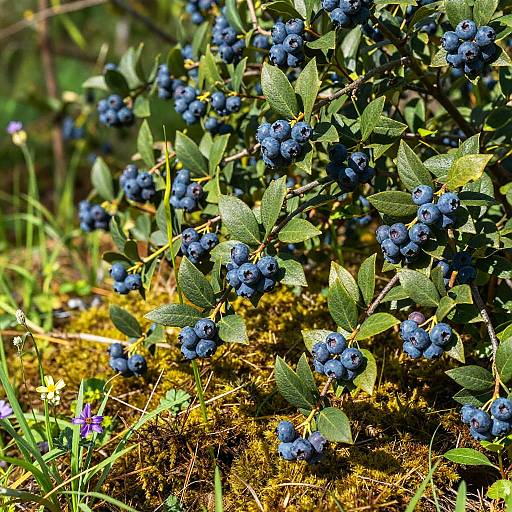 Sunny Blueberry Bush in Forest