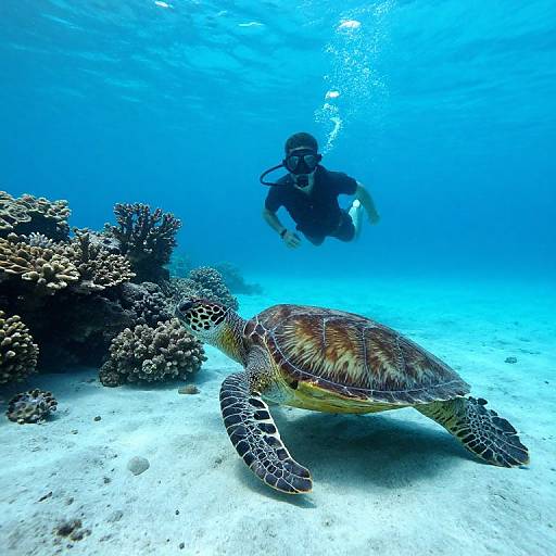 Snorkeler Exploring Coral Reef with Turtle